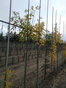 Fraxinus pen. 'Summit' 6-8 Hoogstam wortelgoed - afbeelding 2