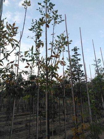 Fraxinus pen. 'Summit' 6-8 Hoogstam wortelgoed - afbeelding 1