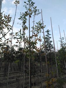 Fraxinus pen. 'Summit' 6-8 Hoogstam wortelgoed