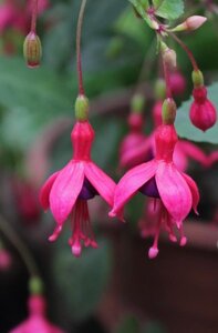 Fuchsia magellanica gracilis 20-25 cm cont. 2,0L