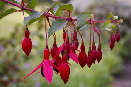 Fuchsia 'Mrs Popple' 15-20 cm cont. 2,0L