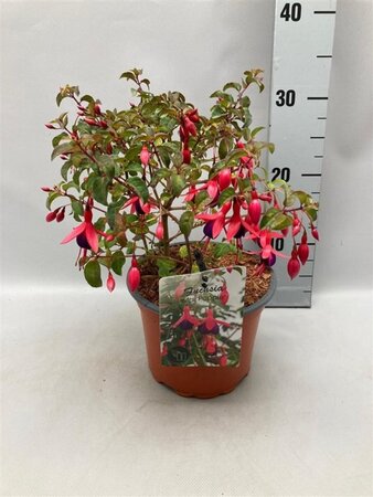 Fuchsia 'Mrs Popple' geen maat specificatie cont. 2,0L