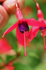 Fuchsia magellanica 'Riccartonii' 15-20 cm cont. 2,0L