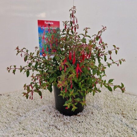 Fuchsia magellanica 'Riccartonii' 30-35 cm cont. 2,0L