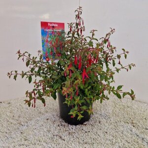 Fuchsia magellanica 'Riccartonii' 30-35 cm cont. 2,0L