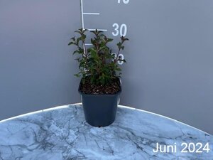 Fuchsia magellanica 'Riccartonii' geen maat specificatie cont. 2,0L