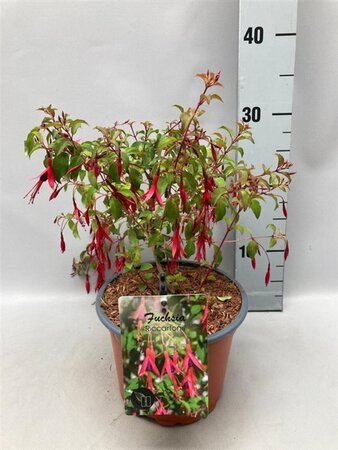 Fuchsia magellanica 'Riccartonii' geen maat specificatie cont. 2,0L - afbeelding 4