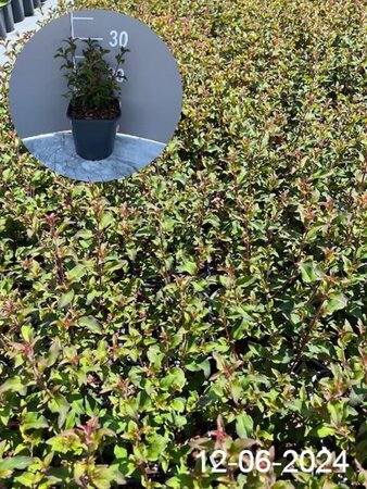 Fuchsia magellanica 'Riccartonii' geen maat specificatie cont. 2,0L - afbeelding 2