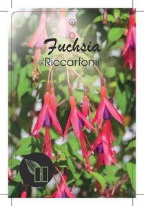 Fuchsia magellanica 'Riccartonii' geen maat specificatie cont. 2,0L - afbeelding 5