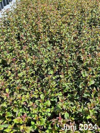 Fuchsia magellanica 'Riccartonii' geen maat specificatie cont. 2,0L - afbeelding 3