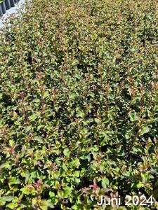 Fuchsia magellanica 'Riccartonii' geen maat specificatie cont. 2,0L - afbeelding 3