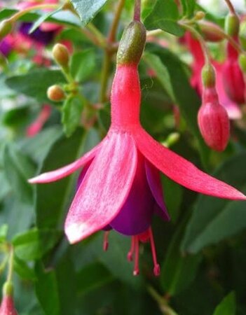 Fuchsia 'Tom Thumb' 15-20 cm cont. 2,0L