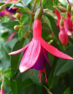 Fuchsia 'Tom Thumb' 15-20 cm cont. 2,0L