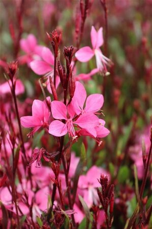 Gaura l. 'Crimson Butterflies' geen maat specificatie 0,55L/P9cm