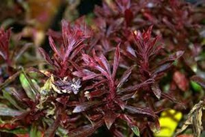 Gaura l. 'Crimson Butterflies' geen maat specificatie 0,55L/P9cm