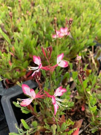 Gaura l. Rosy Jane geen maat specificatie 0,55L/P9cm - afbeelding 2