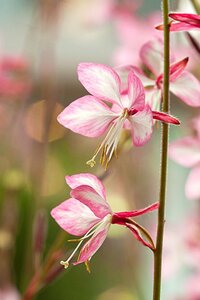 Gaura l. Rosy Jane geen maat specificatie 0,55L/P9cm - afbeelding 2