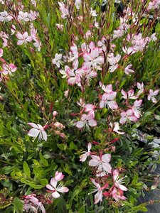 Gaura l. Rosy Jane geen maat specificatie 0,55L/P9cm - afbeelding 3