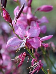 Gaura l. Rosy Jane geen maat specificatie 0,55L/P9cm - afbeelding 4