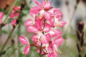 Gaura l. Rosy Jane geen maat specificatie 0,55L/P9cm