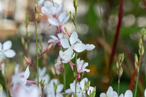 Gaura l. 'Short Form' geen maat specificatie 0,55L/P9cm