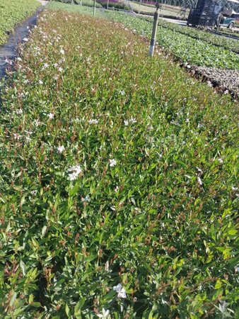Gaura l. 'Short Form' geen maat specificatie 0,55L/P9cm - afbeelding 2
