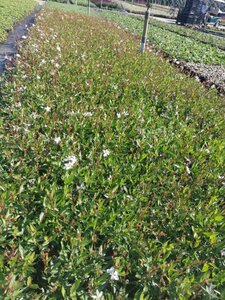 Gaura l. 'Short Form' geen maat specificatie 0,55L/P9cm - afbeelding 2