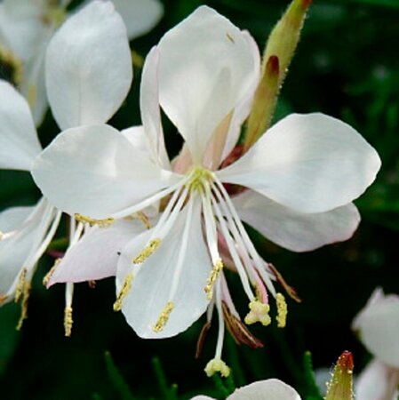 Gaura l. 'Short Form' geen maat specificatie 0,55L/P9cm - afbeelding 2