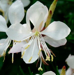 Gaura l. 'Short Form' geen maat specificatie 0,55L/P9cm - afbeelding 2