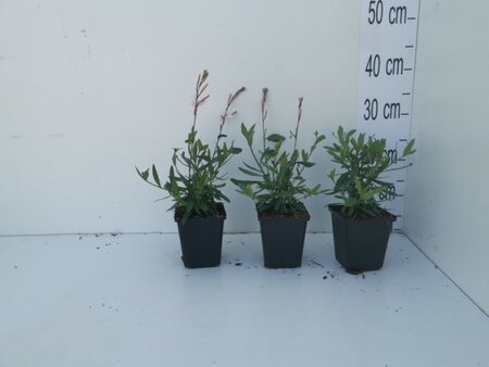 Gaura l. 'Short Form' geen maat specificatie 0,55L/P9cm - afbeelding 3