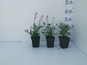 Gaura l. 'Short Form' geen maat specificatie 0,55L/P9cm - afbeelding 3