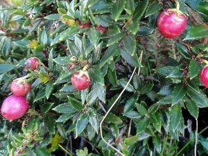 Gaultheria mucronata 25-30 cm cont. 2,0L - afbeelding 4