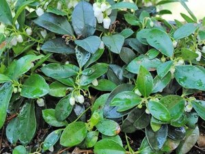 Gaultheria procumbens geen maat specificatie cont. 1,3L - image 4