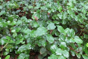 Gaultheria shallon geen maat specificatie container