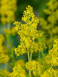 Galium verum geen maat specificatie 0,55L/P9cm - afbeelding 2