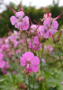 Geranium cant. 'Berggarten' geen maat specificatie 0,55L/P9cm - afbeelding 1