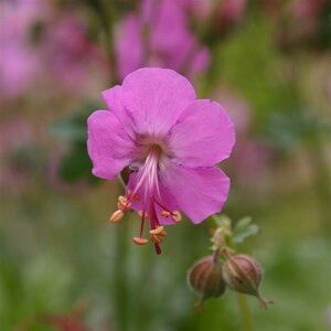 Geranium cant. 'Berggarten' geen maat specificatie 0,55L/P9cm