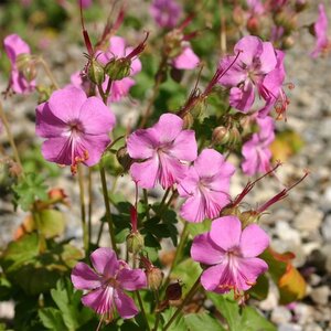 Geranium cant. 'Berggarten' geen maat specificatie 0,55L/P9cm - afbeelding 3