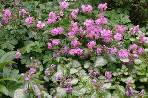 Geranium cant. 'Berggarten' geen maat specificatie 0,55L/P9cm - afbeelding 4