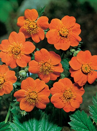 Geum coccineum 'Borisii' geen maat specificatie 0,55L/P9cm - afbeelding 4