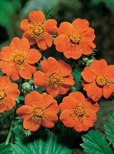Geum coccineum 'Borisii' geen maat specificatie 0,55L/P9cm - afbeelding 4