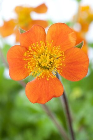 Geum coccineum 'Borisii' geen maat specificatie 0,55L/P9cm - afbeelding 1
