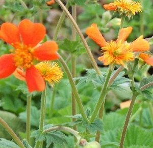 Geum coccineum 'Borisii' geen maat specificatie 0,55L/P9cm - afbeelding 5