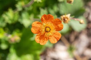 Geum coccineum 'Borisii' geen maat specificatie 0,55L/P9cm - afbeelding 2
