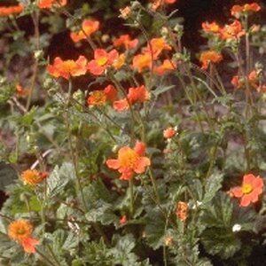 Geum coccineum 'Borisii' geen maat specificatie 0,55L/P9cm - afbeelding 6