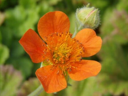 Geum coccineum 'Borisii' geen maat specificatie 0,55L/P9cm - afbeelding 7