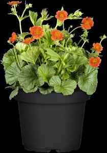 Geum coccineum 'Borisii' geen maat specificatie 0,55L/P9cm - afbeelding 3