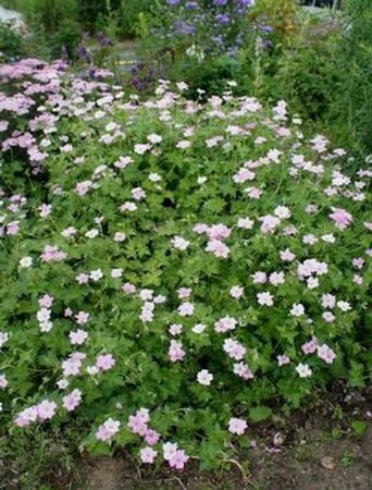 Geranium Dreamland geen maat specificatie 0,55L/P9cm - afbeelding 8