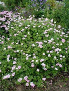 Geranium Dreamland geen maat specificatie 0,55L/P9cm - afbeelding 8