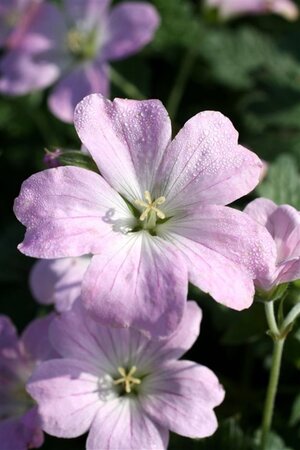 Geranium Dreamland geen maat specificatie 0,55L/P9cm - afbeelding 7